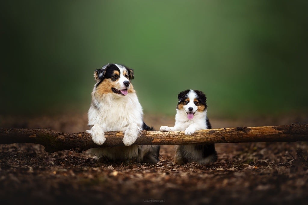 nebesniy aljans Rocket