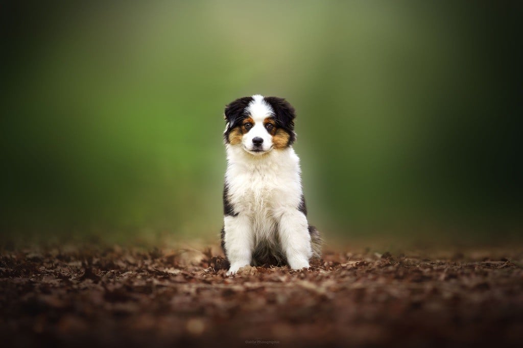 Amnesia De L'Aussie Happy