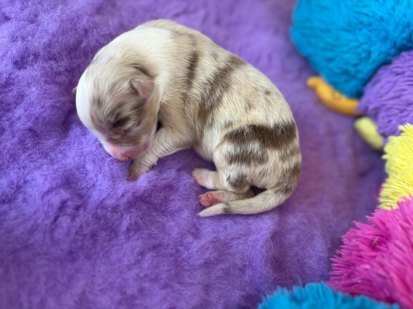 Femelle rouge merle - Berger Australien