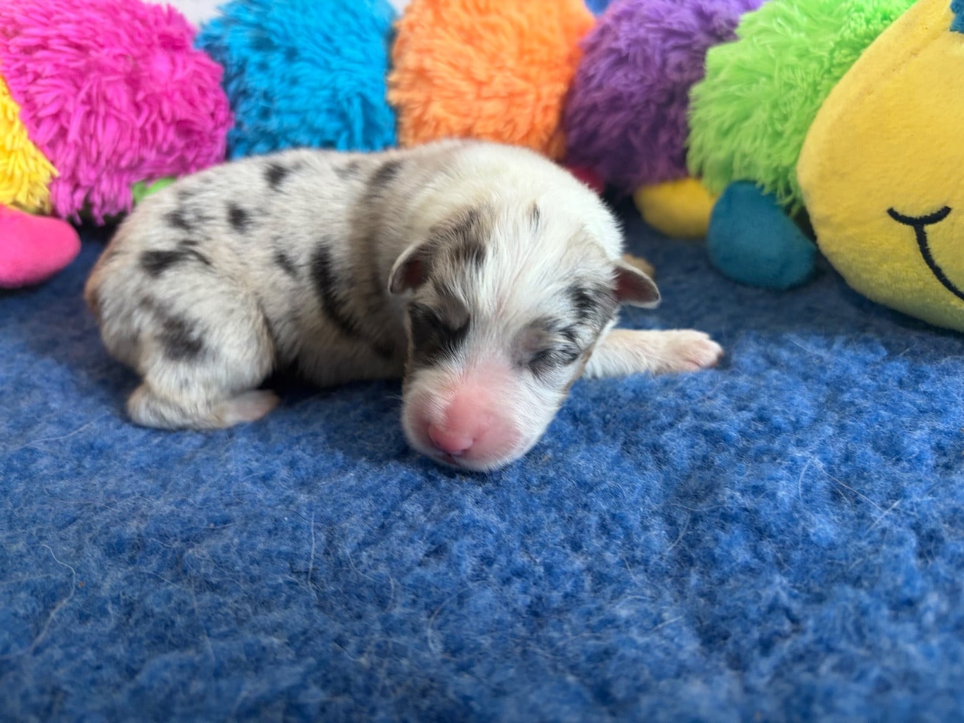 Mâle bleu merle - Berger Australien