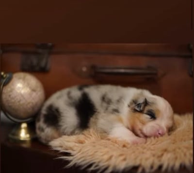 Les chiots de Berger Australien