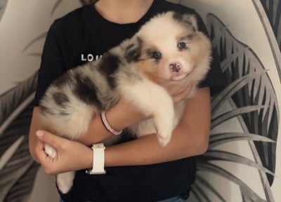 Les chiots de Berger Australien