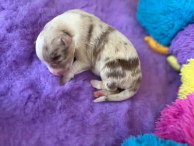 Les chiots de Berger Australien