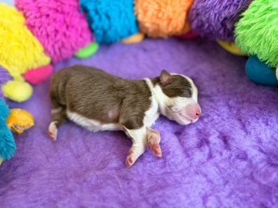 Les chiots de Berger Australien