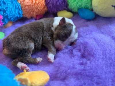 Les chiots de Berger Australien