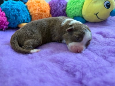 Les chiots de Berger Australien