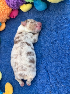 Les chiots de Berger Australien