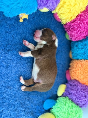 Les chiots de Berger Australien