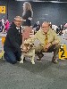 CH. Gianni from the bulls society - CACIB BOS devient champion de beauté du luxembourg 