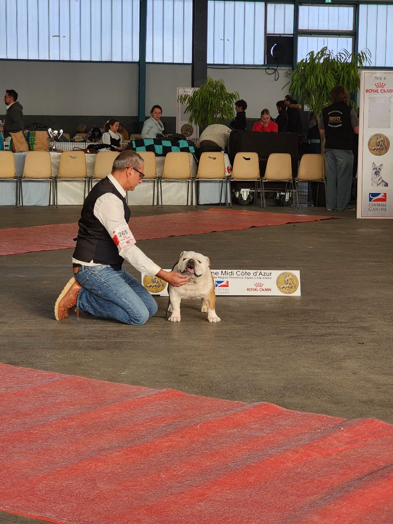 my bullsnroses Kate bush - 1er excellent CACS