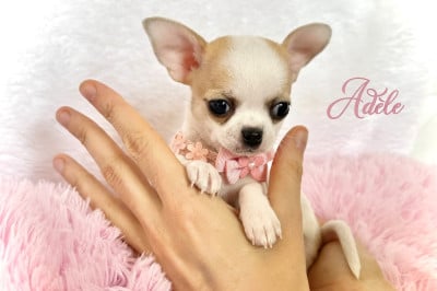 Les chiots de Chihuahua