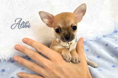 Les chiots de Chihuahua