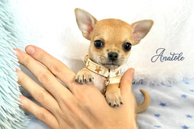 Les chiots de Chihuahua