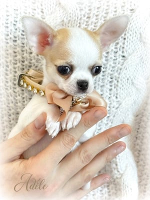 Les chiots de Chihuahua