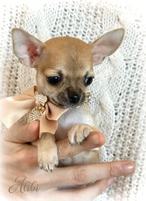 Les chiots de Chihuahua