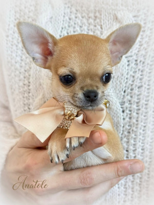 Les chiots de Chihuahua