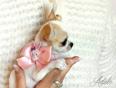 Les chiots de Chihuahua