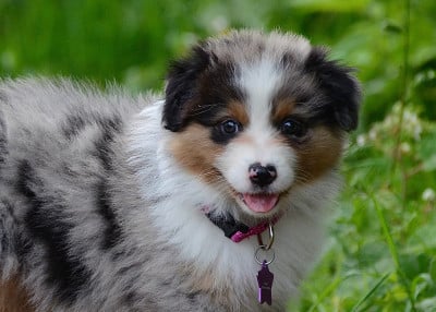 Les chiots de Berger Australien