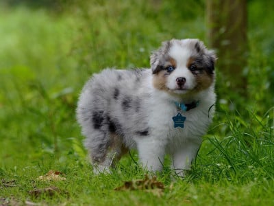 Les chiots de Berger Australien