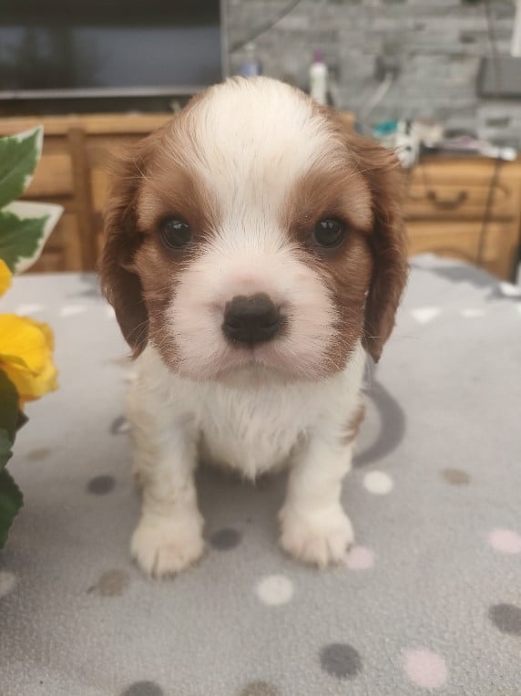 Chiot N°1 - Cavalier King Charles Spaniel