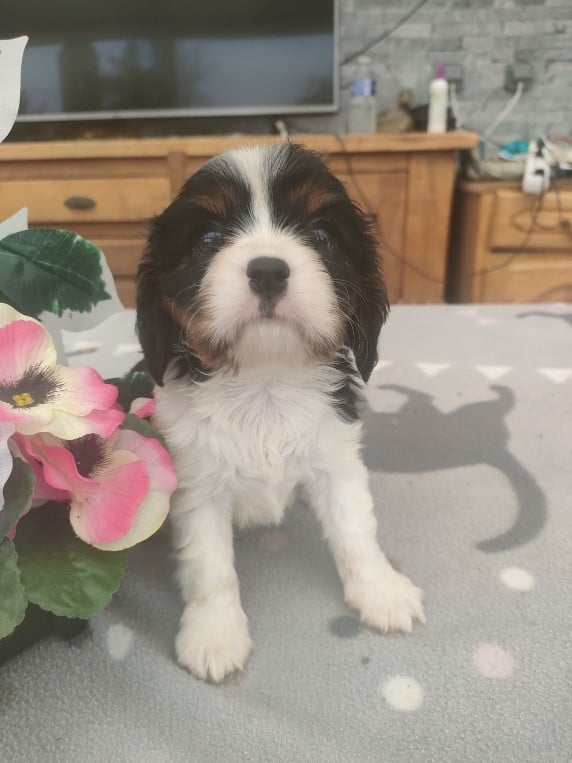 Chiot N°3 - Cavalier King Charles Spaniel