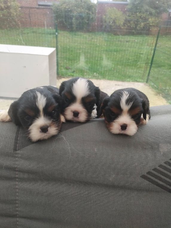 Cavalier King Charles Spaniel - du marais du l'ingon