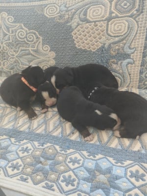 Les chiots de Bouvier Bernois