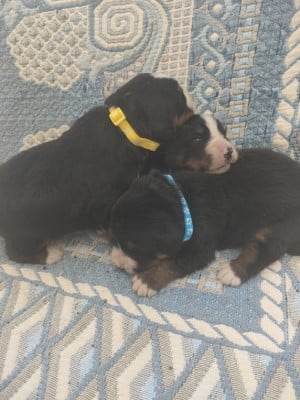 Les chiots de Bouvier Bernois