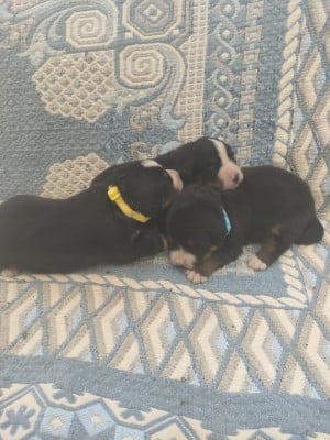 Les chiots de Bouvier Bernois