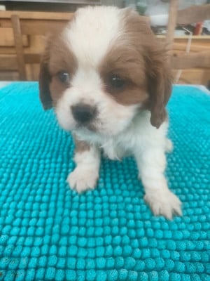 Les chiots de Cavalier King Charles Spaniel