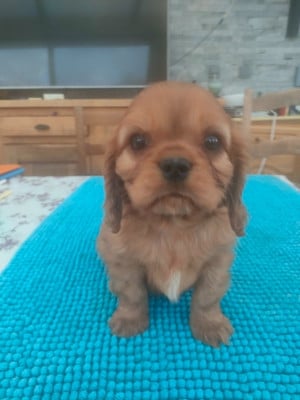 Les chiots de Cavalier King Charles Spaniel