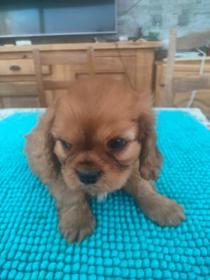 Les chiots de Cavalier King Charles Spaniel