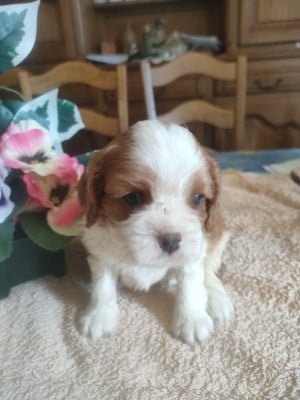 Les chiots de Cavalier King Charles Spaniel
