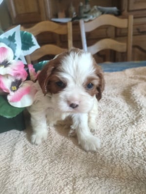 Les chiots de Cavalier King Charles Spaniel