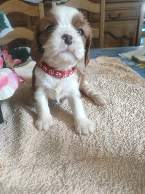 Les chiots de Cavalier King Charles Spaniel
