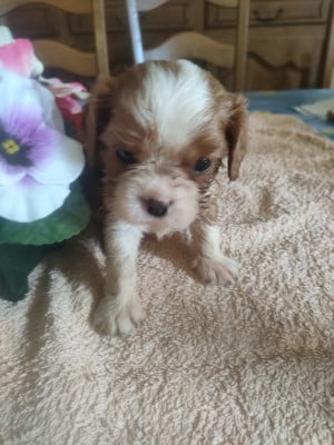 Les chiots de Cavalier King Charles Spaniel
