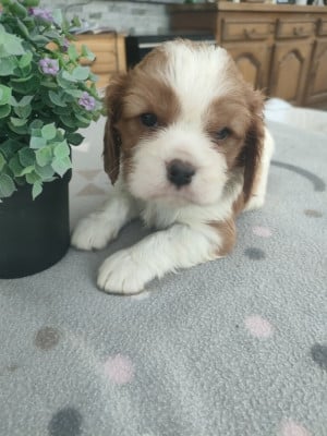 Les chiots de Cavalier King Charles Spaniel