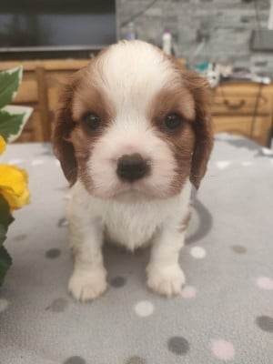Les chiots de Cavalier King Charles Spaniel