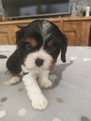 Les chiots de Cavalier King Charles Spaniel
