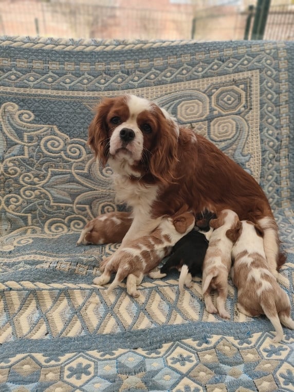 Cavalier King Charles Spaniel - du marais du l'ingon