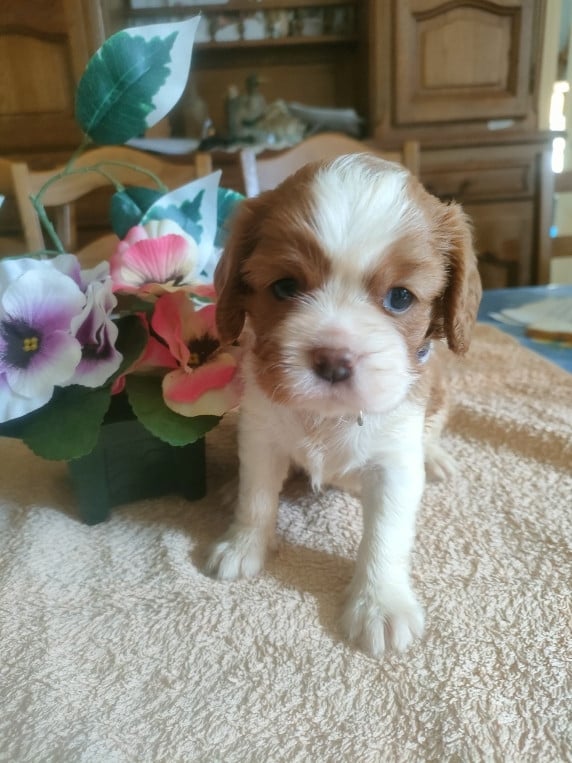 Cavalier King Charles Spaniel - du marais du l'ingon