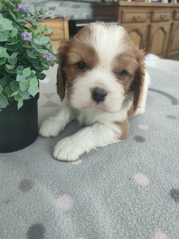 Cavalier King Charles Spaniel - du marais du l'ingon