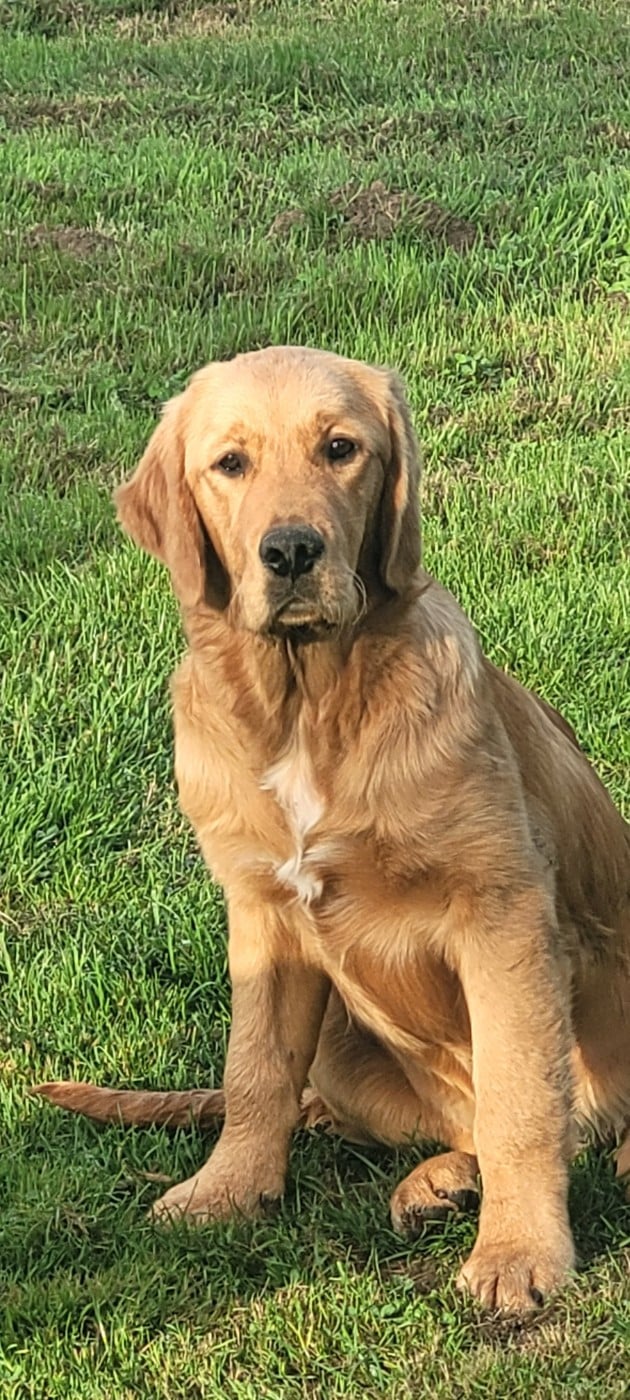 Publication : Du Domaine Du Petit Perchis