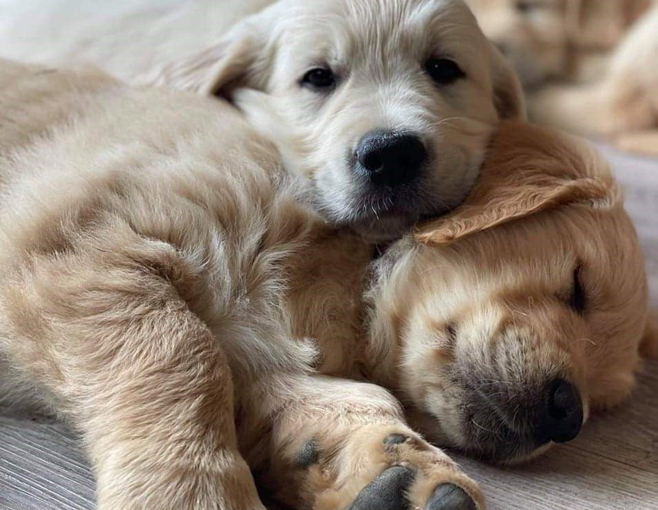 Golden Retriever - Du Domaine Du Petit Perchis