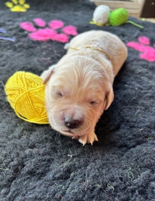 Les chiots de Golden Retriever