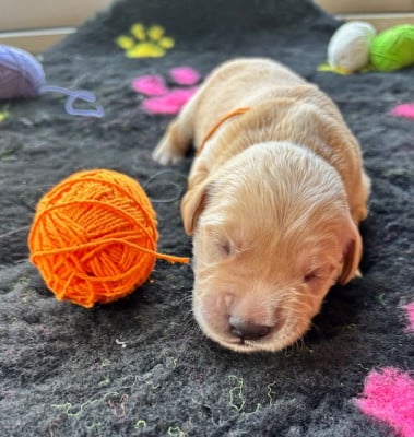 Les chiots de Golden Retriever