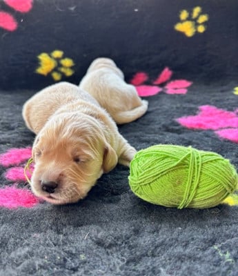 Les chiots de Golden Retriever
