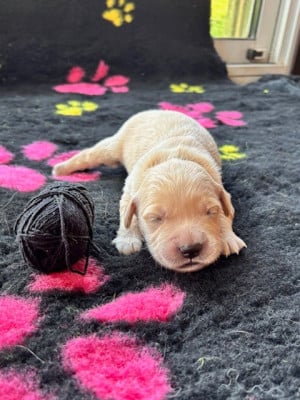 Les chiots de Golden Retriever