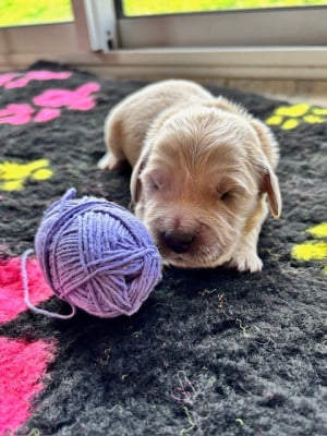 Les chiots de Golden Retriever