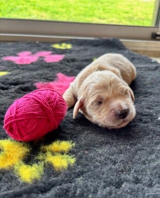 Les chiots de Golden Retriever